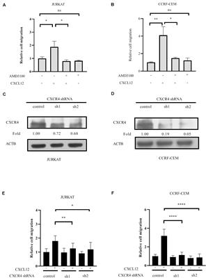 Rho GDP-Dissociation Inhibitor 2 Inhibits C-X-C Chemokine Receptor Type 4-Mediated Acute Lymphoblastic Leukemia Cell Migration